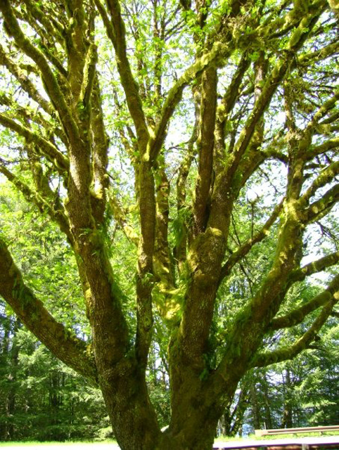 tree_in_olympic_peninsula