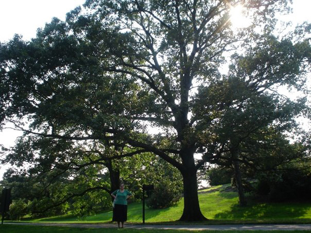 tree_near_brooklyn_botanica_center