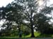 tree_near_brooklyn_botanica_center